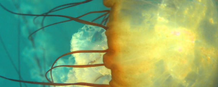 Different user-friendly snorkeling spots to hit up.